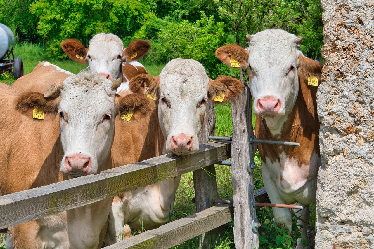 Dairy - Cows looking out from pen ear tagged by Manfred Antranias Zimmer via Pixabay