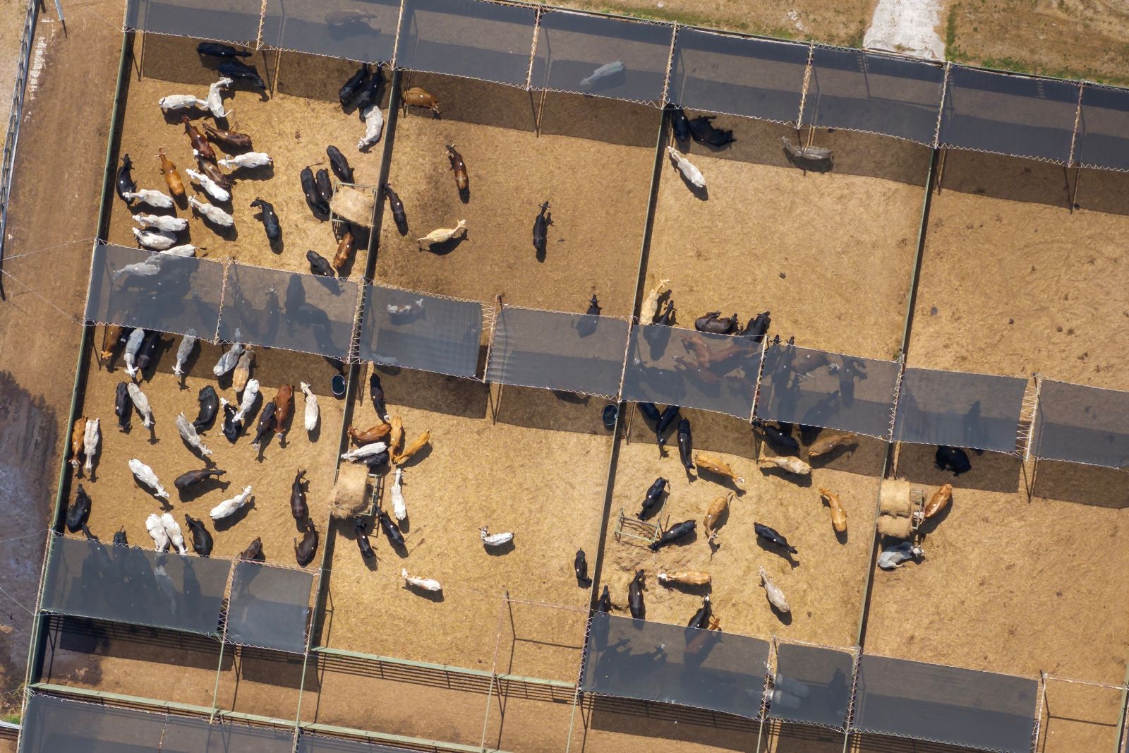 Aerial view of feed yard with meat cows_ Image by Bilanol via Shutterstock_
