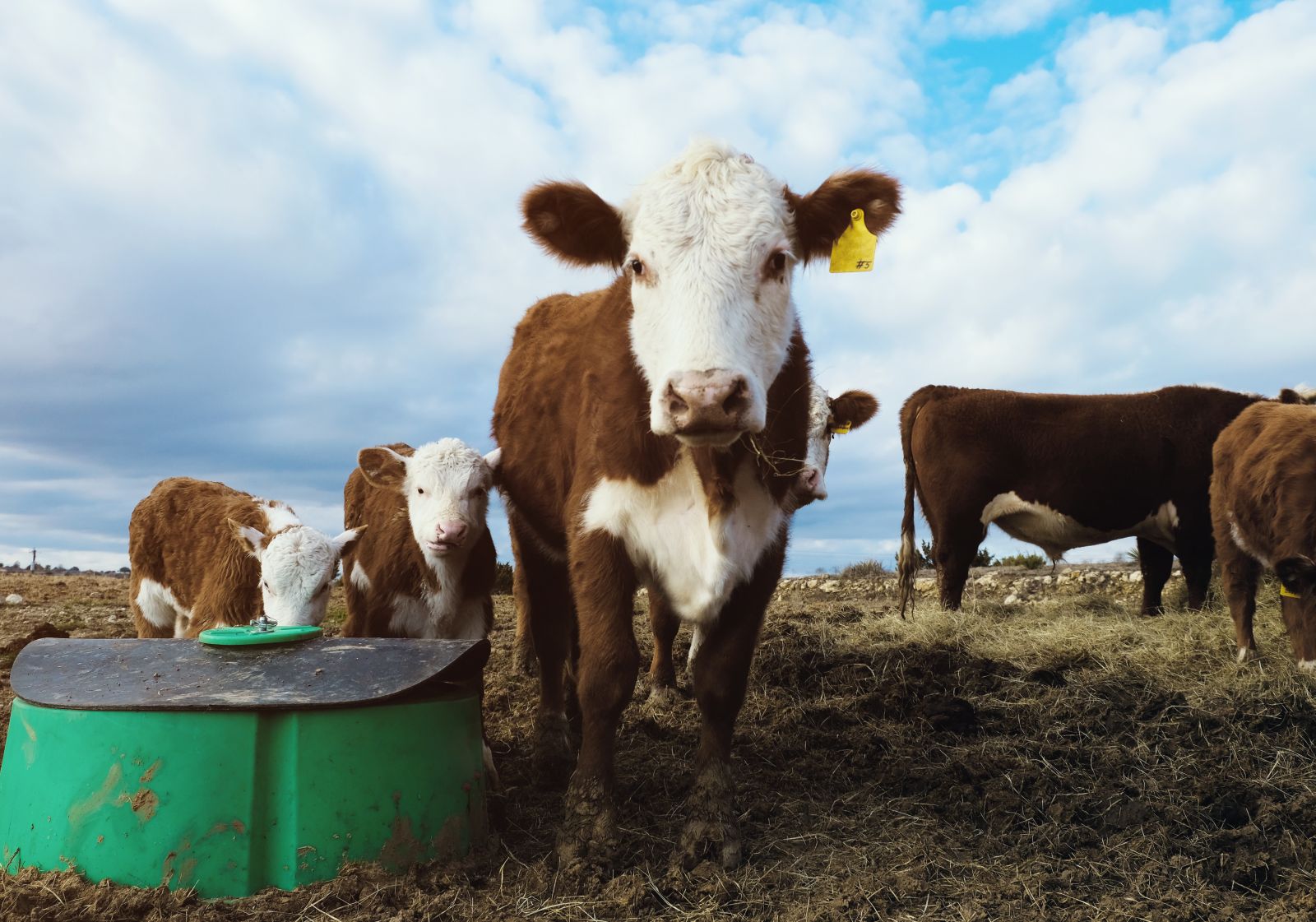 Hereford cows on farm, close-up with calves by mineral feeder_ Image by cctm via Shutterstock_