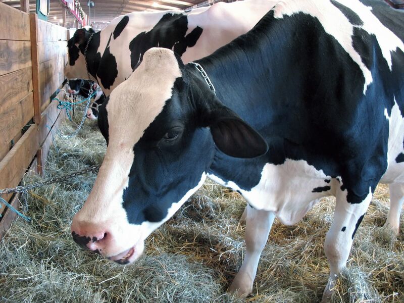 a-closeup-of-a-dairy-cow-eating-hay-in-the-barn-chewing-his-cud_SKVxG-H0Hs