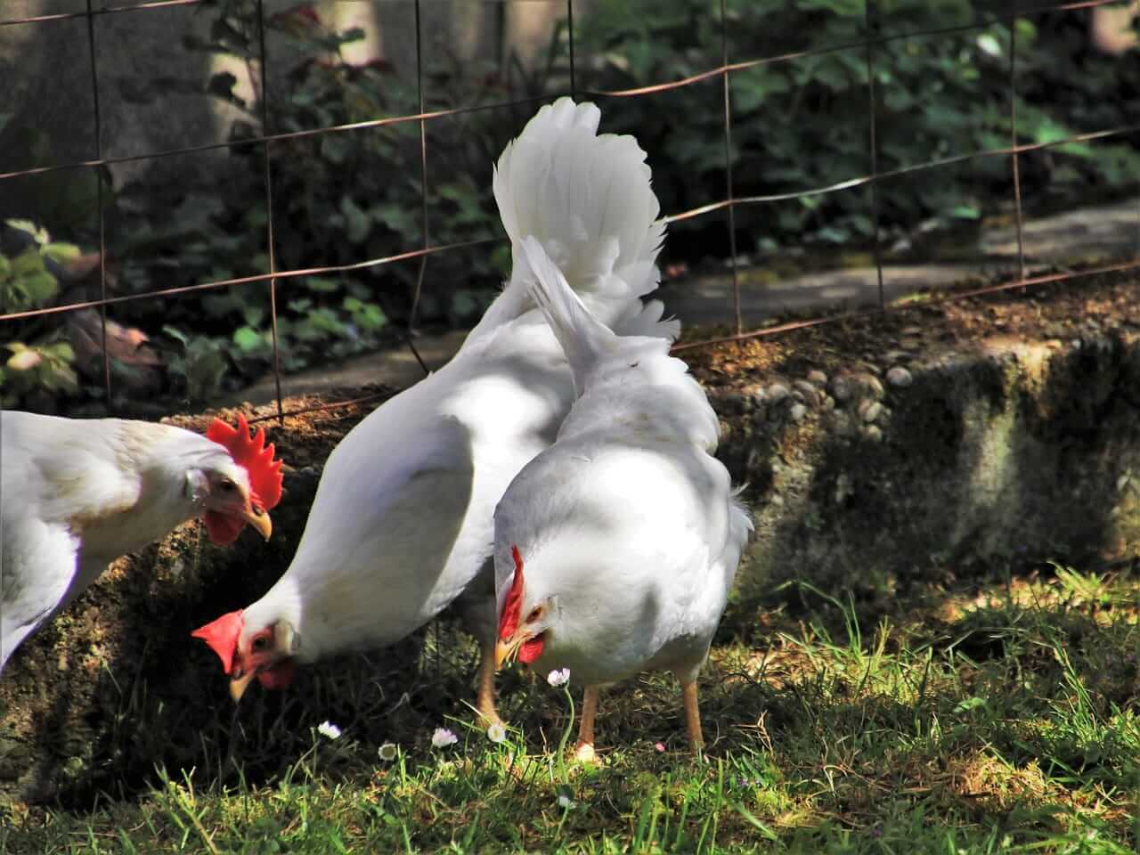 Many chickens outside in pen by Julita via Pixabay