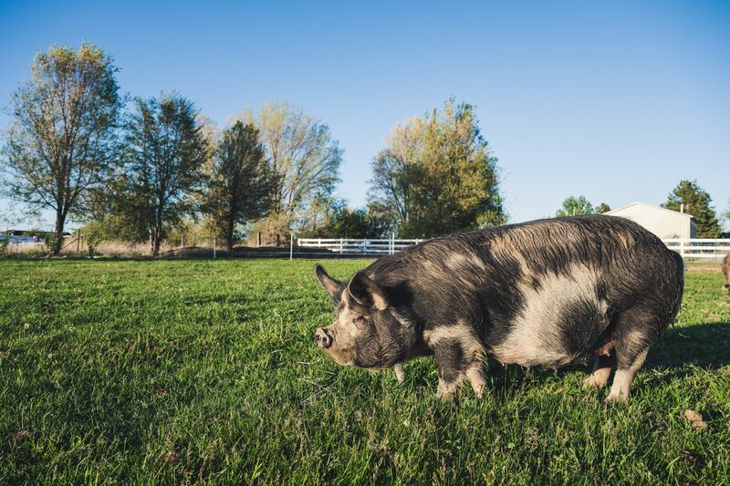 Hogs & Pork - Black and brown pig in green pasture