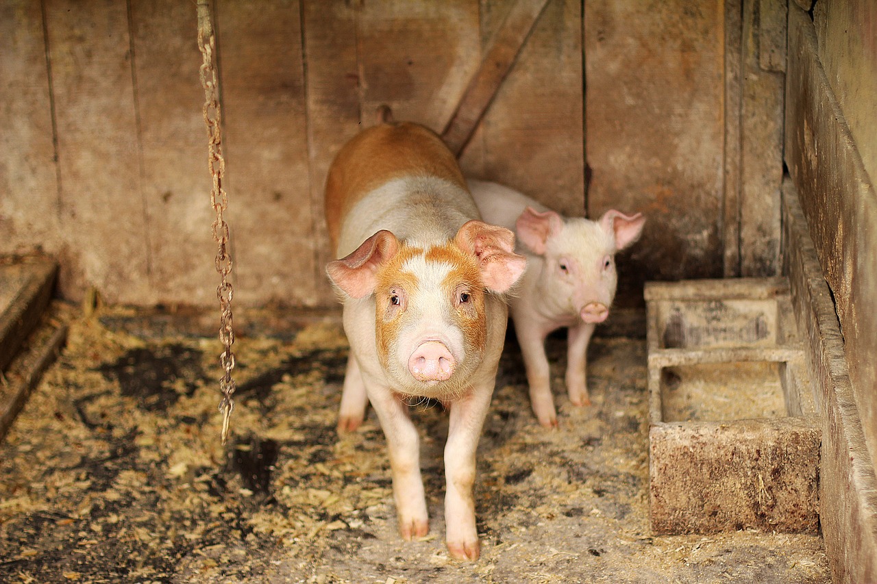 Brown and white piglet by Fernando Cavalcanti via Pixabay