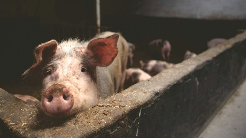 Hogs & Pork - Pig in pen
