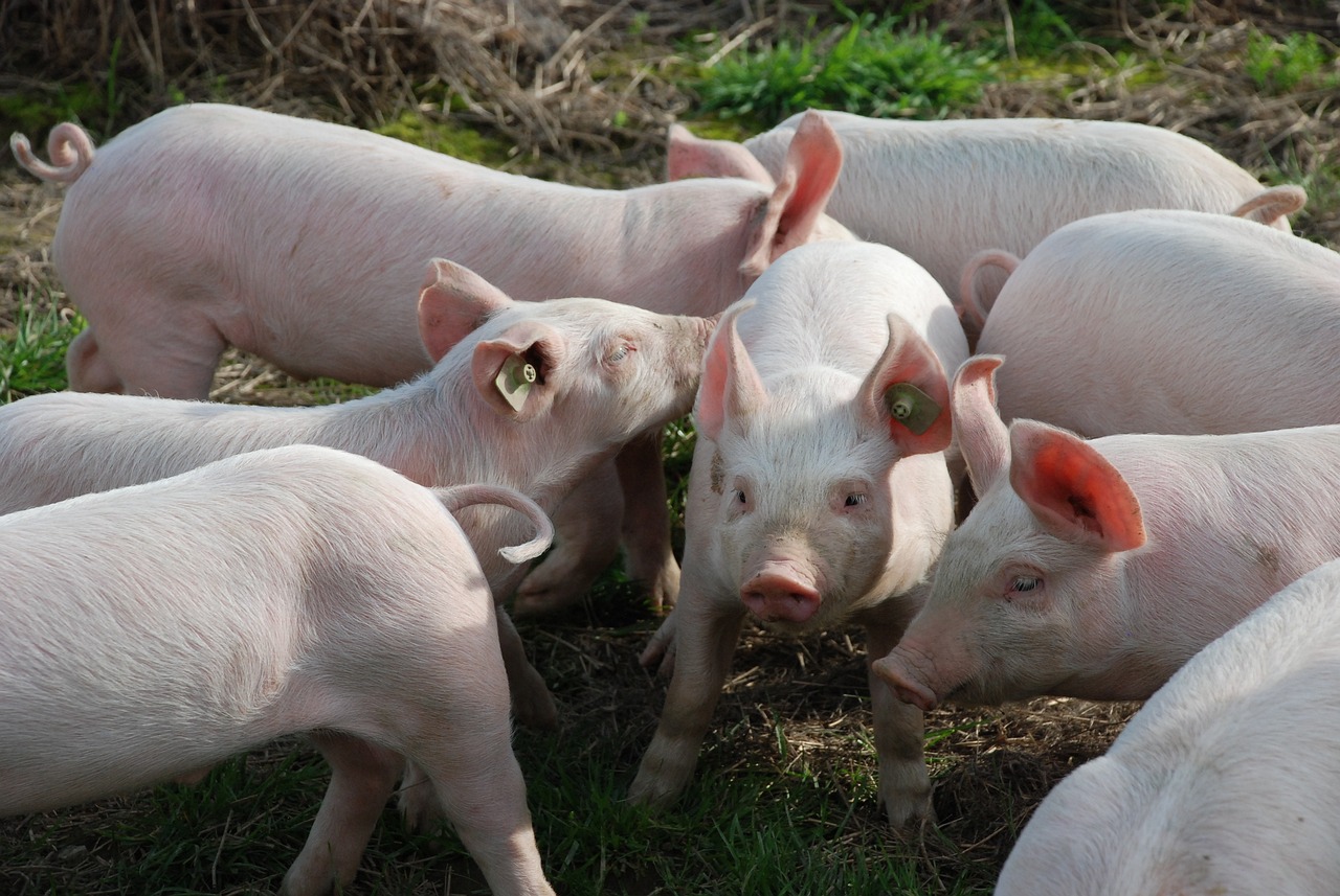 Piglets in a pasture by Beatrice Hohl via Pixabay