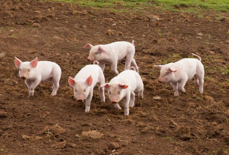 Hogs & Pork - Piglets in a_ pasture