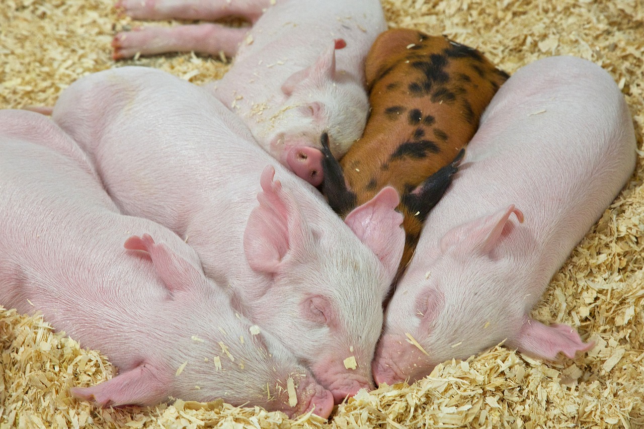 Piglets napping by Larry White via Pixabay