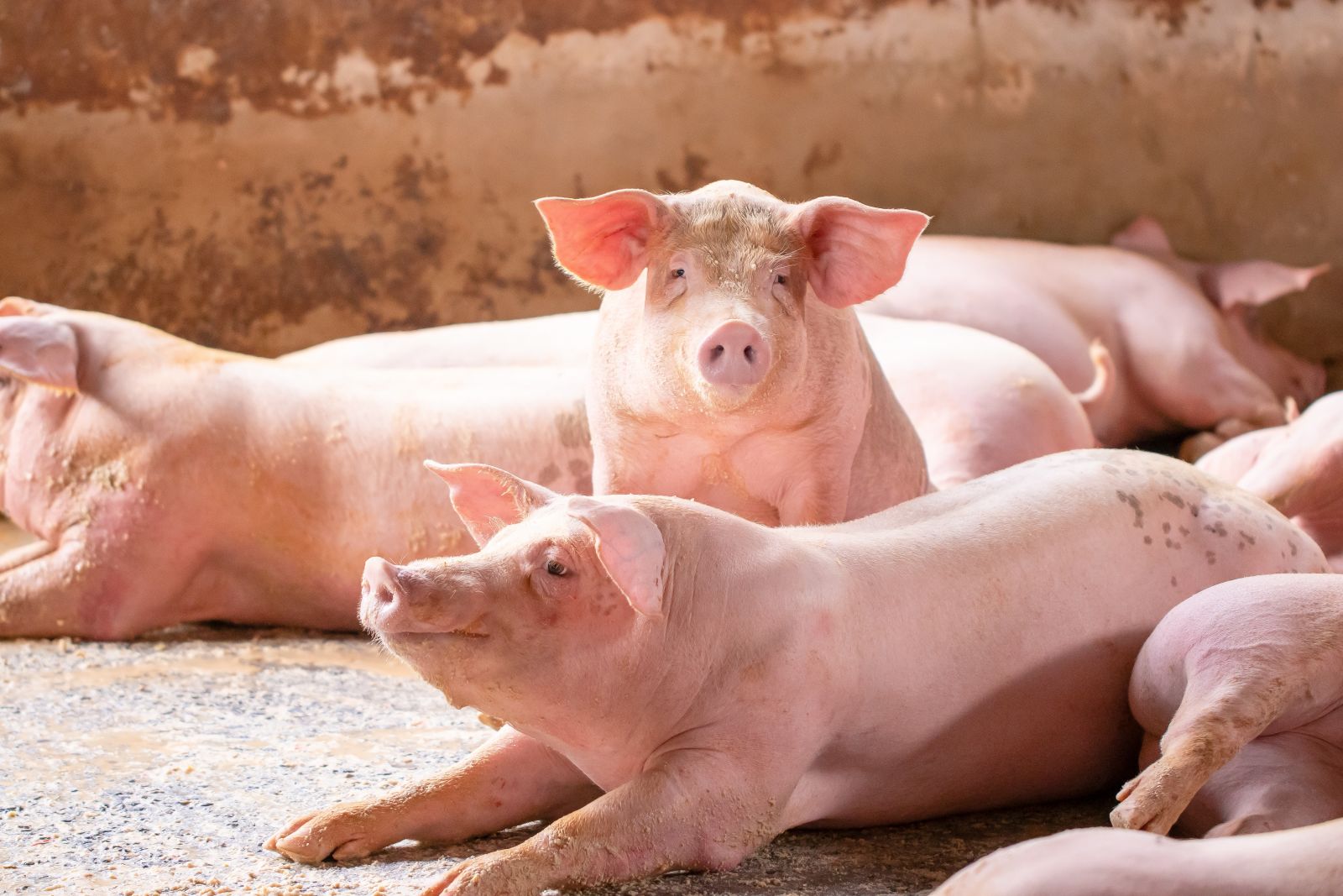 Hogs Showing Mixed Trade on Tuesday
