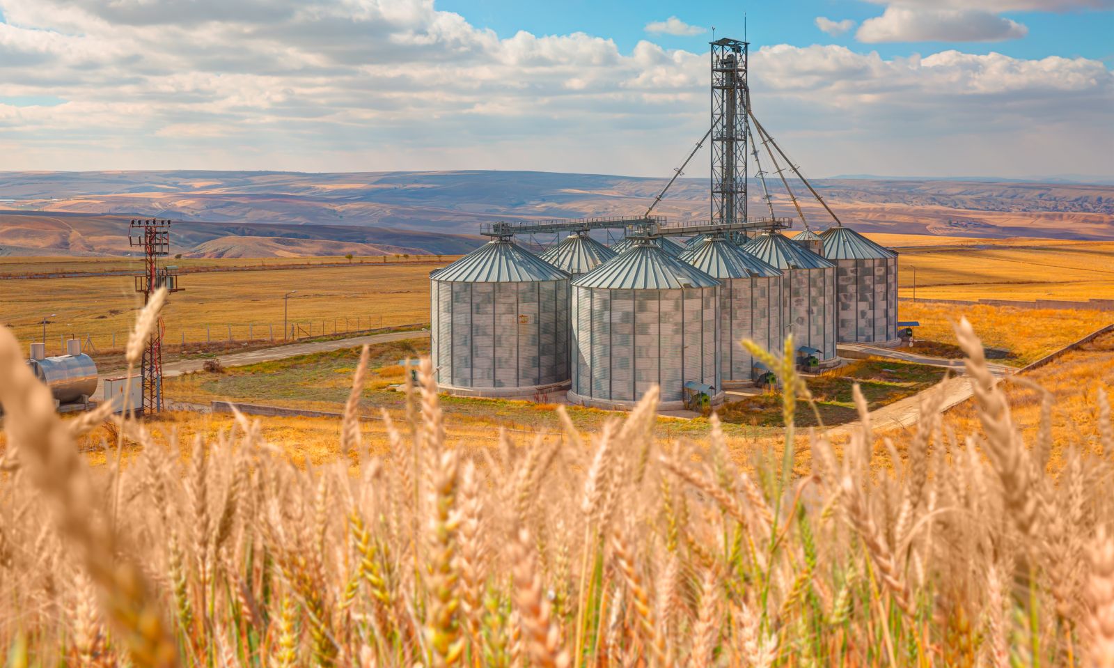 How Is Bunge Global's Stock Performance Compared to Other Consumer Defensive Stocks