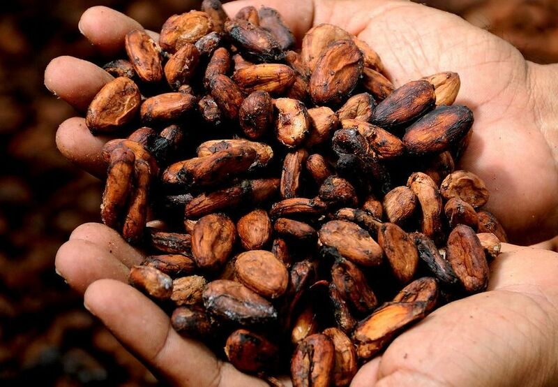 Cocoa - Hands with Cocoa Beans