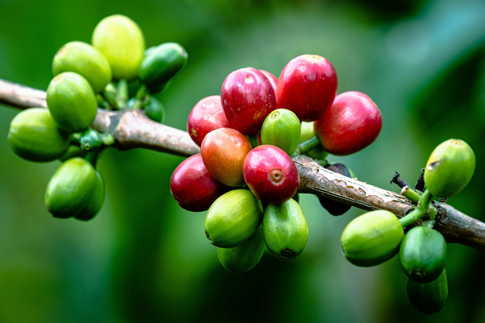 Coffee - Coffee fruit on branch by Dimitry B via Unsplash