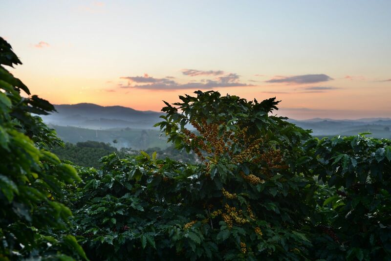 Coffee - Growing Coffee Beans on Plantation Sunset