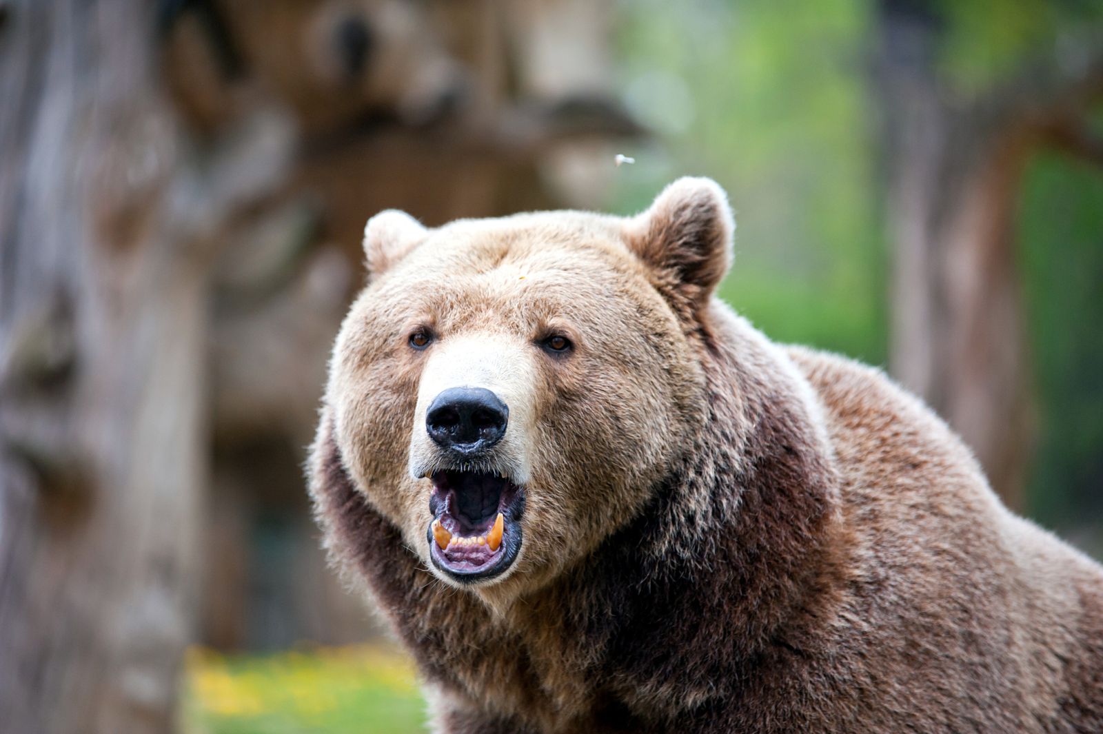 Bull & Bear - Roaring brown bear by Borzywoj via iStock