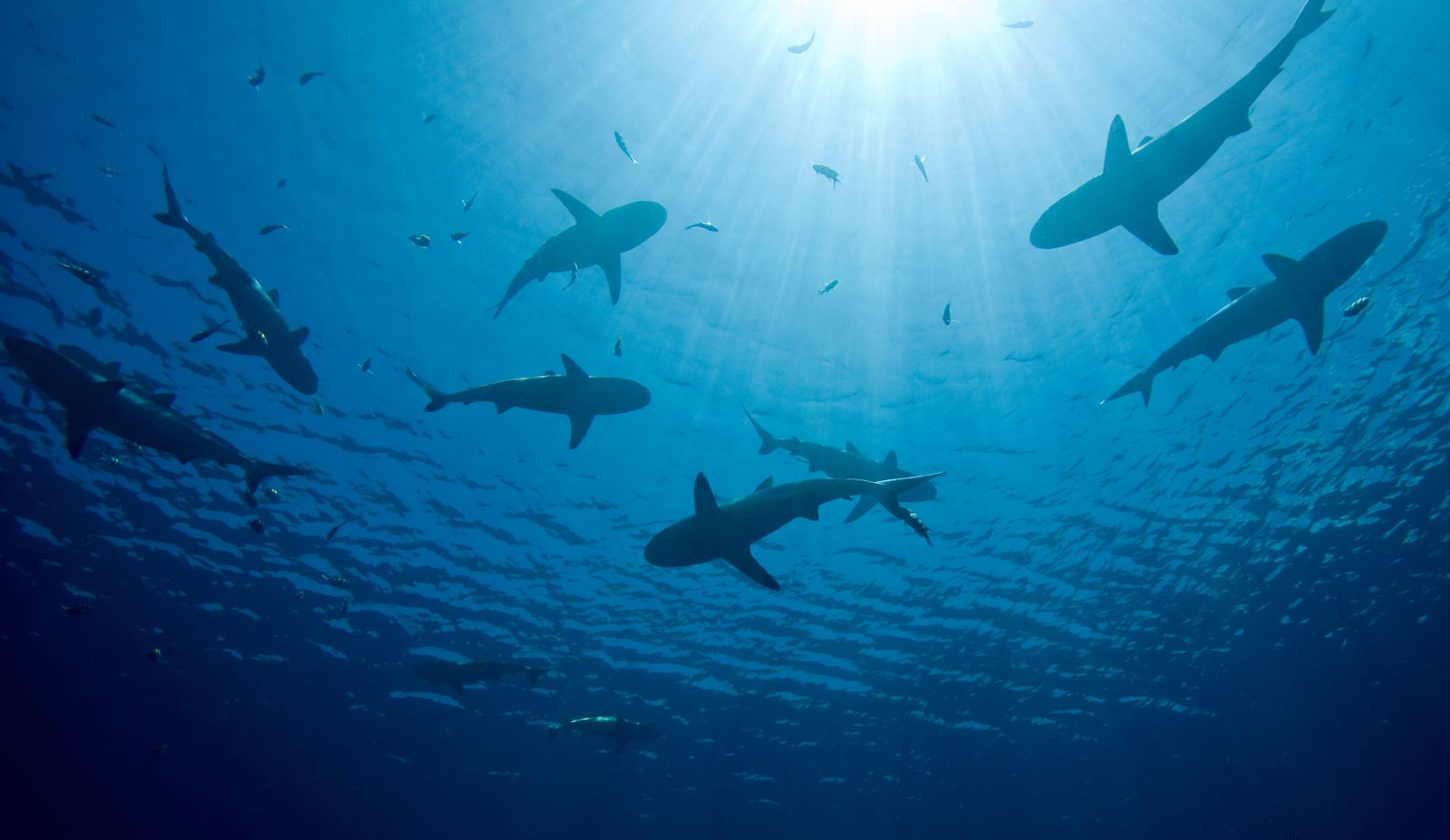 Michael Burry Says the Stock Market Has ‘Jumped the Shark.’ If He’s Right, This ETF Will Be Your Chum.