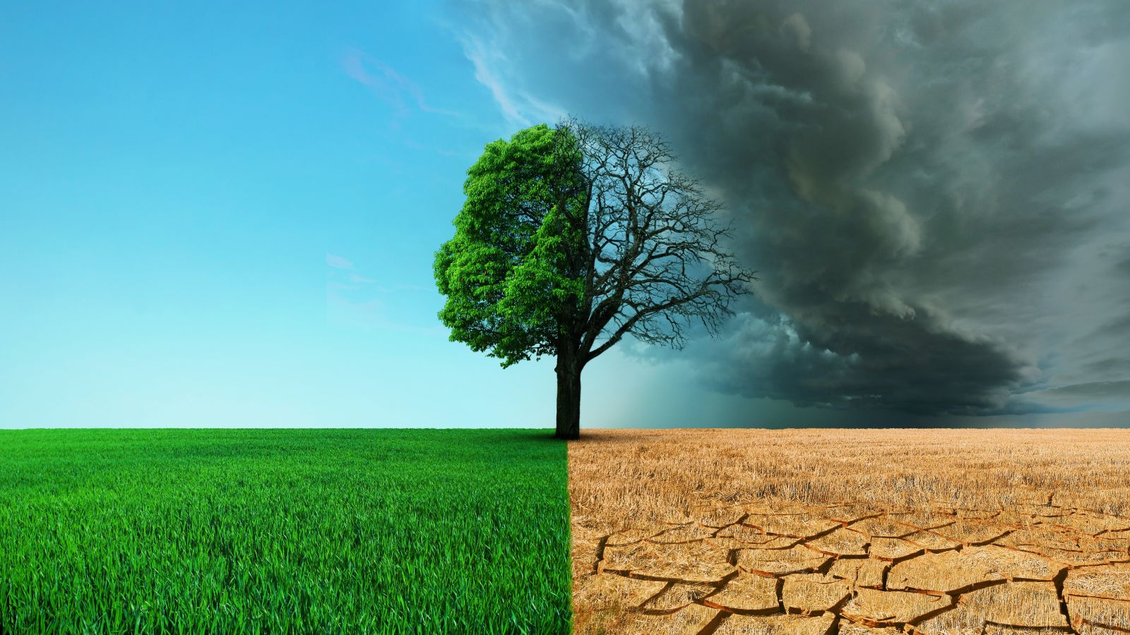 Weather - Beautiful green grass field with a tree and a desert with dead earth and dry grass by Alones via Shutterstock