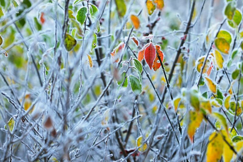 Weather - closeup of frost on leaves and sticks
