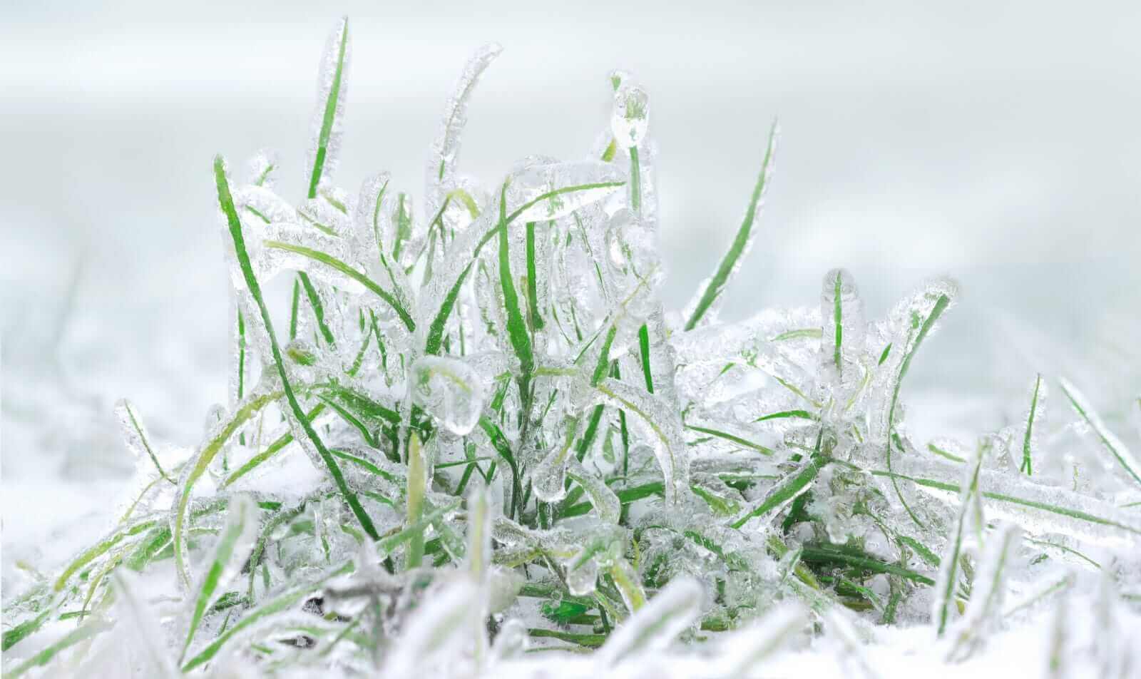 closeup of frosted grass plants by Serhii Ivankin via iStock